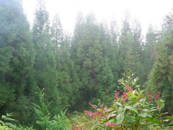 कैसे जाए सितोंग 