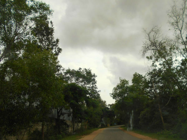 पेड़ों की बहार