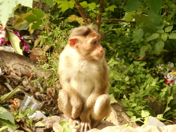 बंदरों का डेरा