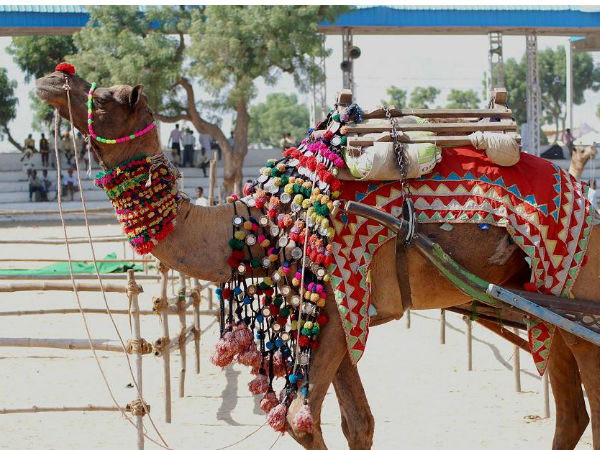 पुष्कर ऊंट मेला 