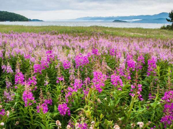 फूलों की घाटी 