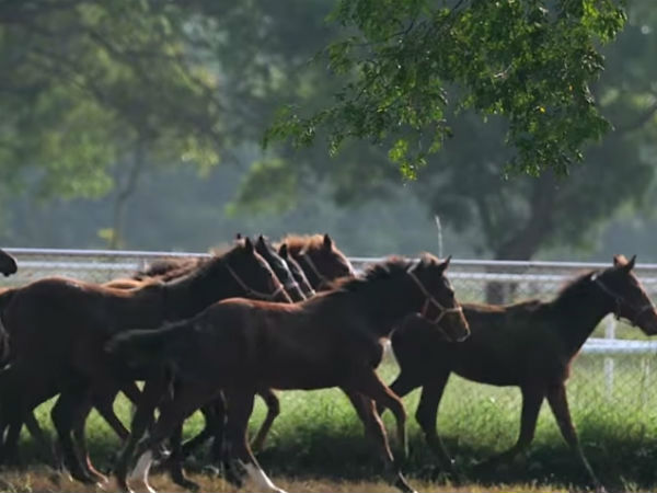 बैंगलोर से कुनीगल होते हुए तीर्थाहल्‍ली