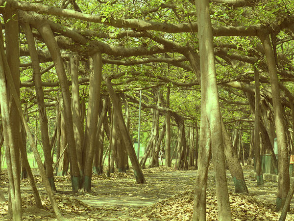 द ग्रेट बनयान ट्री के नाम से है प्रसिद्ध 