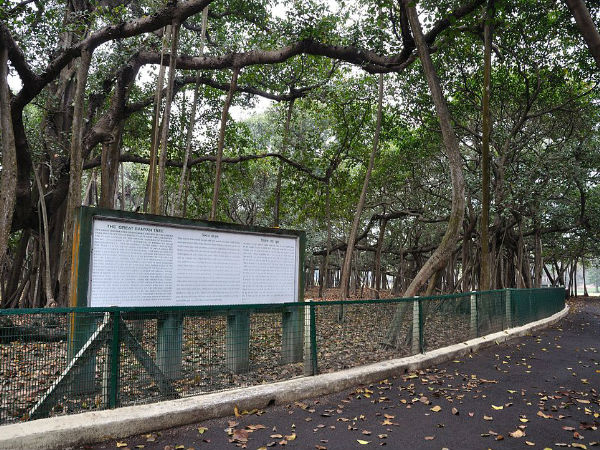 प्रोप पेड़ की जड़े 