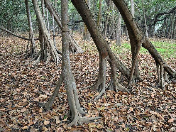 87 पक्षीयों की प्रजातियां