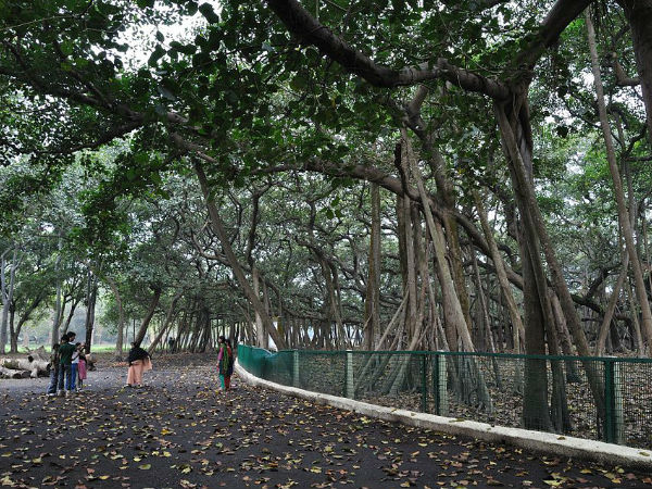 13 लोग करते हैं पेड़ की रखवाली 