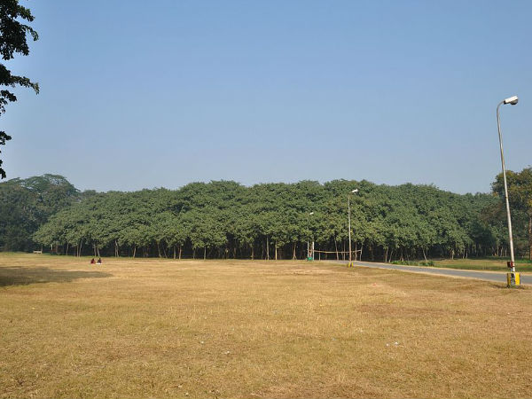 द ग्रेट बनयान ट्री