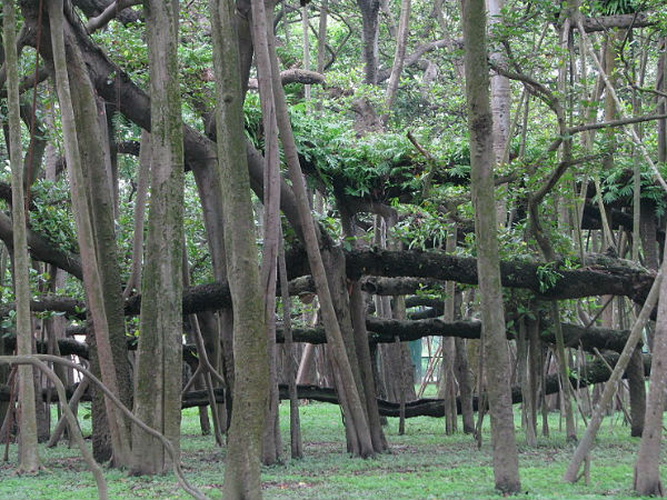 द ग्रेट बनयान ट्री