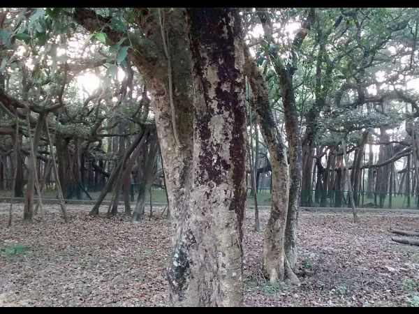 द ग्रेट बनयान ट्री