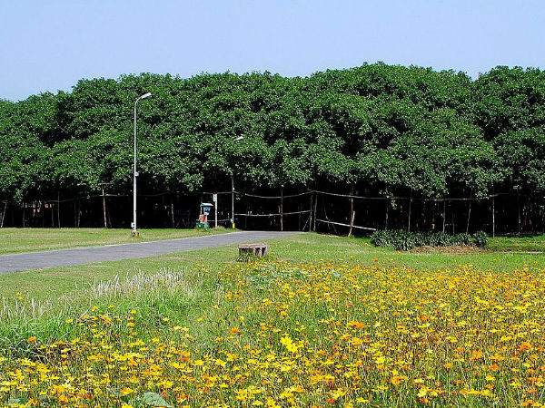 द ग्रेट बनयान ट्री