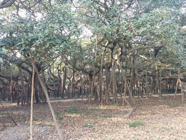 द ग्रेट बनयान ट्री