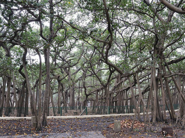 द ग्रेट बनयान ट्री