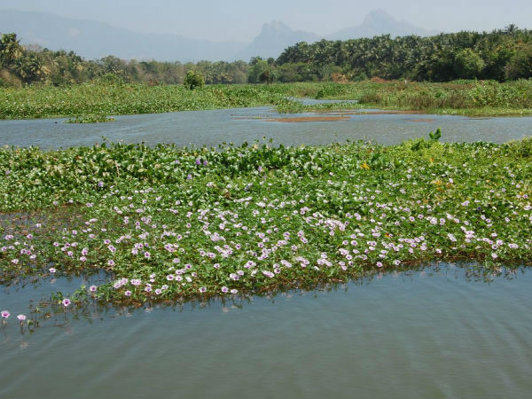 असावली बांध