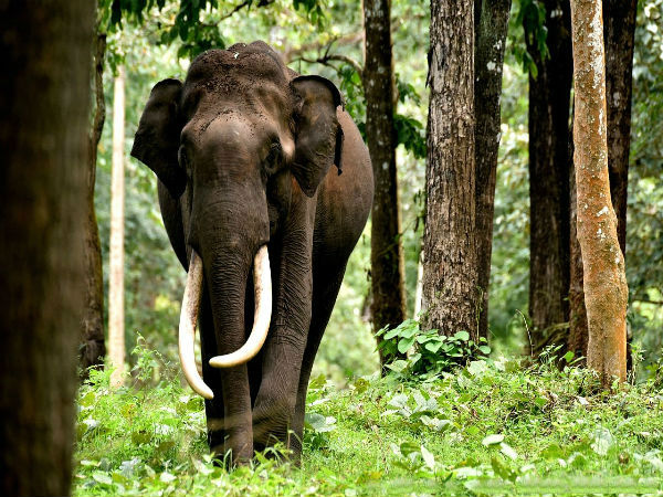 हाथी के लिए नागरहोल