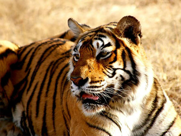 सुंदरबन में रॉयल बंगाल टाइगर