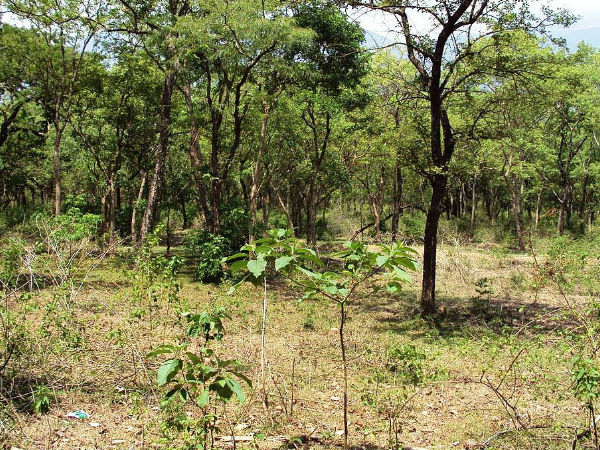 मारयुर, 2-3 बजे 