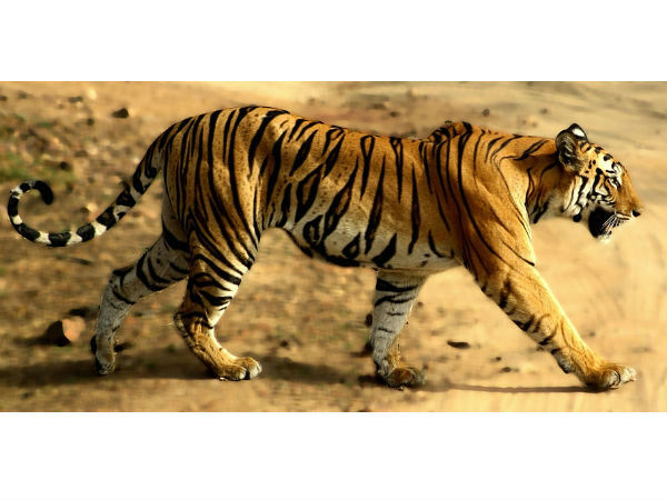 बांधवगढ़ नेशनल पार्क