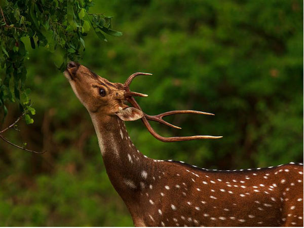 बांदीपुर नेशनल पार्क