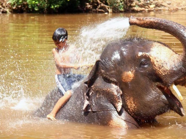 अनुभव करें जंगल बुक को