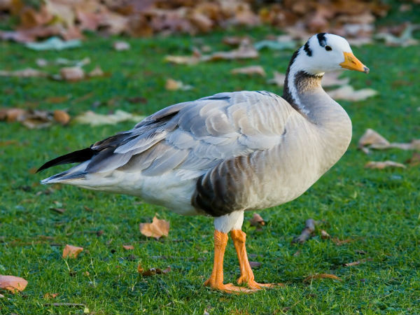 नजफगढ़ वैटलैंड