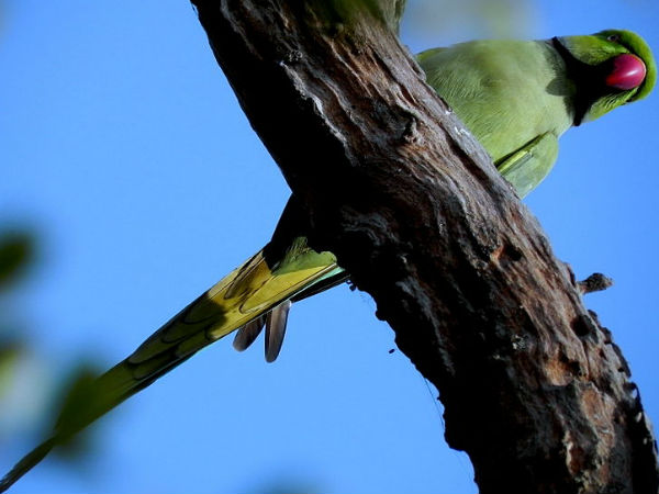 भरतपुर में पर्यटक और क्या देखें 