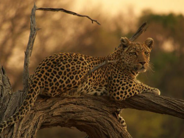 जंगल सफरी में कम सामान ले जाएँ 