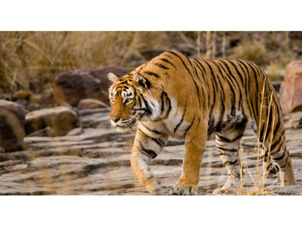 रणथंबोर राष्ट्रीय उद्यान