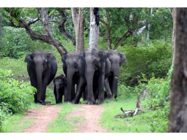 बांदीपुर नेशनल पार्क