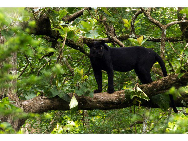 राजाजी नेशनल पार्क