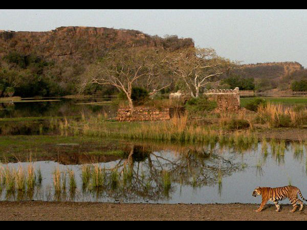 रणथम्भोर नेशनल पार्क 