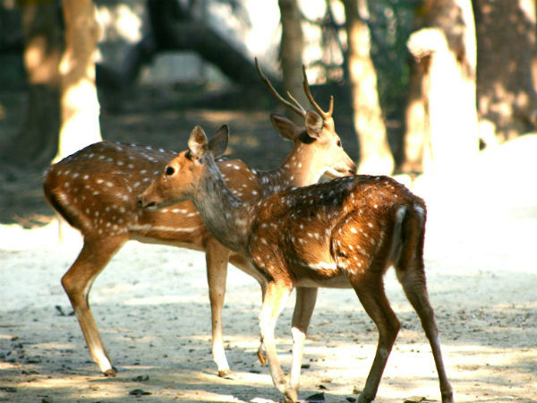 बिरसा मुंडा जूलोगिकल गार्डन