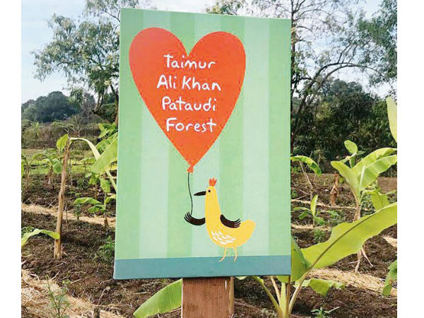  Taimur Ali Khan forest 