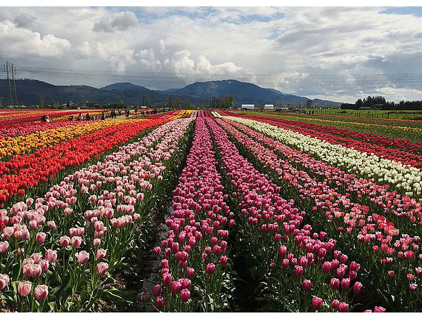 ट्यूलिप फेस्टिवल 