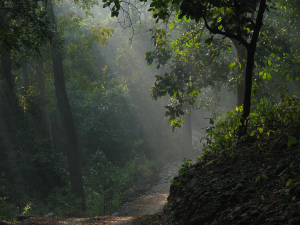 जिम कॉर्बेट नेशनल पार्क 