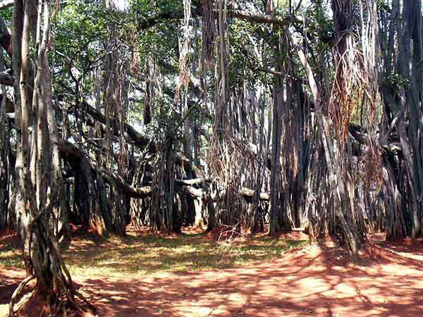 बिग बनयान ट्री