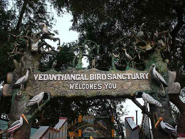 वेदांतगल पक्षी अभयारण्‍य भ्रमण का सही समय