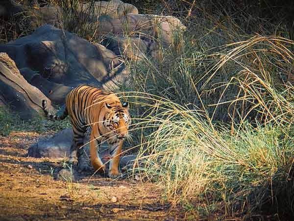 कान्हा राष्ट्रीय उद्यान व बाघ अभयारण्य