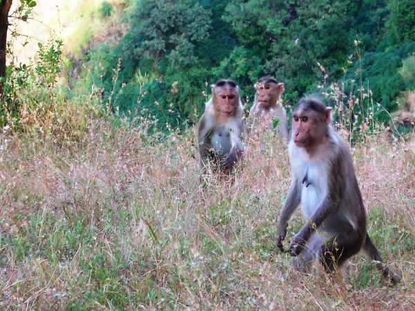 मंकी पॉइंट 