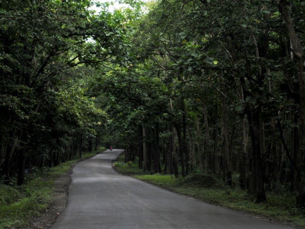 जंगल सफारी करने का समय 