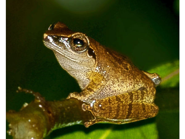 म्हादई वन्यजीव अभयारण्य