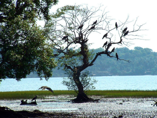 सलीम बर्ड सेंचुरी