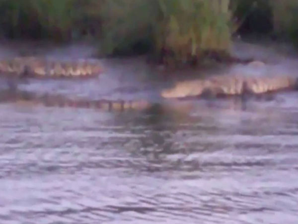 कैसे होती है मगरमच्छ की सफारी?