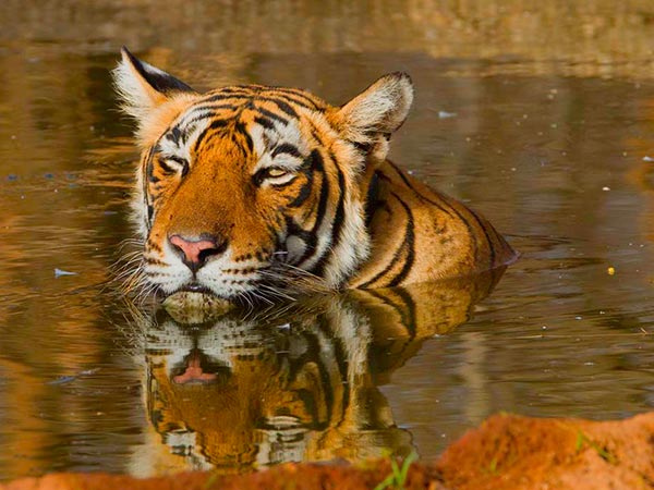 सरिस्का नेशनल पार्क