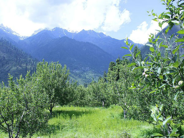 ताजे ताजे सेब खाएं 