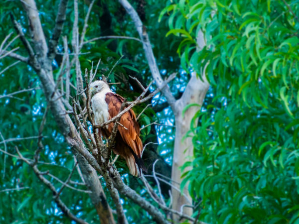 Thattekere Lake (Bengaluru)