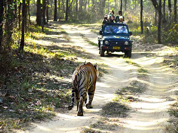 जीप व हाथी सफारी 