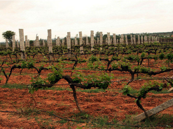 vinyard in indiA