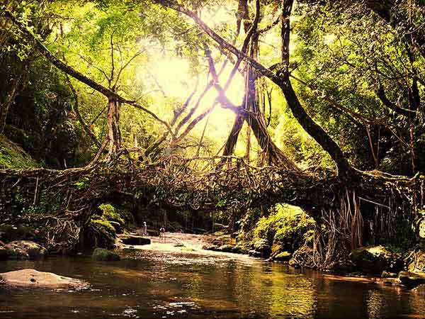 पेड़ की खासियत 