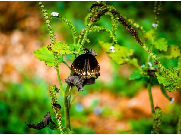 Thattekere Lake (Bengaluru)
