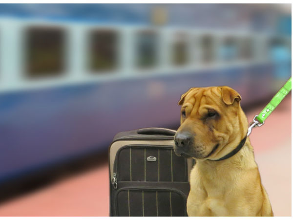 डॉग बॉक्स में रखने का अतरिक्त चार्ज 